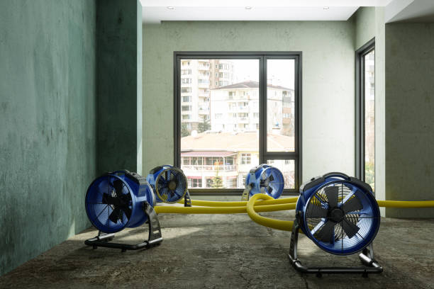 Best Water damage contractors near me  in Siesta Key, FL